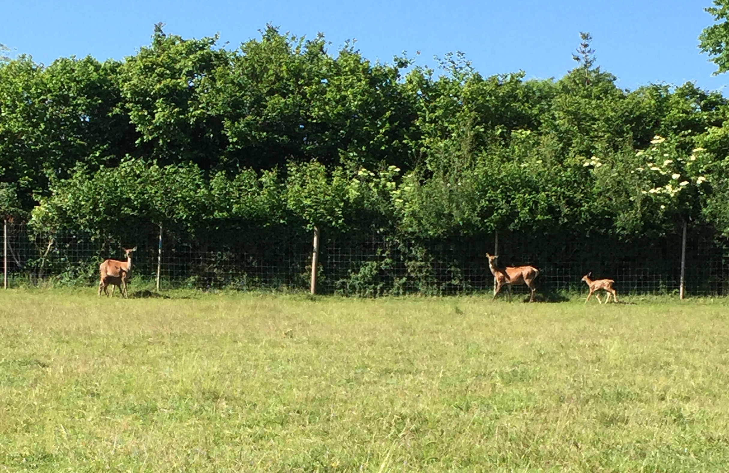 Baby Deer